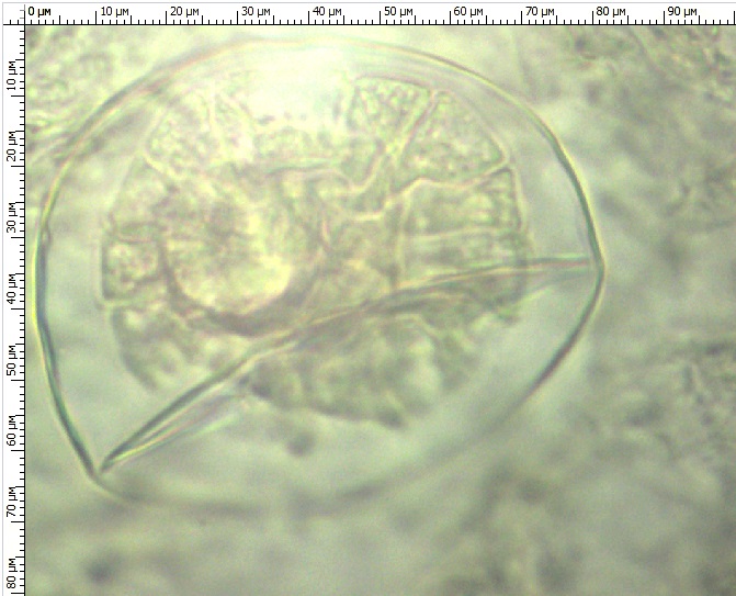 Микропрепарат листа с поверхности лофанта анисового «Астраханский 101»