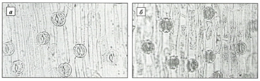 Нижний эпидермис листа подснежников Воронова (а) и белоснежного (б)
