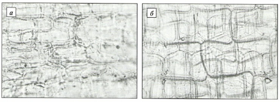 Эпидермис наружной чешуи с внешней стороны подснежника Воронова (а) и подснежника белоснежного (б)