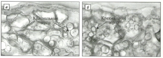 Клетки паренхимы запасающей чешуи с крахмальными зернами подснежника Воронова (а) и подснежника белоснежного (б)
