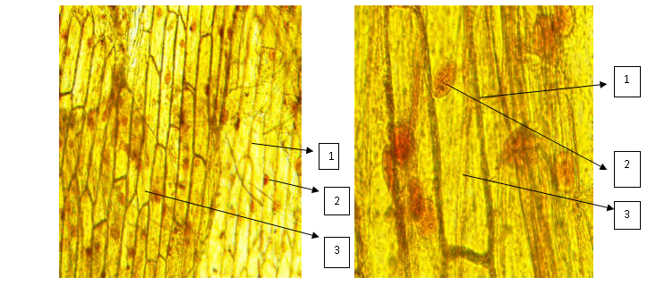 Рисунок 5. Микрофотография клеток кожицы белого лука (слева) и розового лука (справа). 1 - оболочка клетки, 2 - ядро, 3 - цитоплазма.