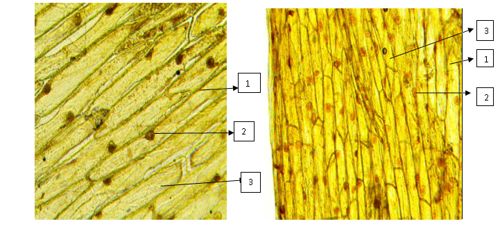 Рисунок 2. Микрофотография клеток кожицы белого лука (слева) и розового лука (справа). 1 - оболочка клетки, 2 - ядро, 3 - цитоплазма.