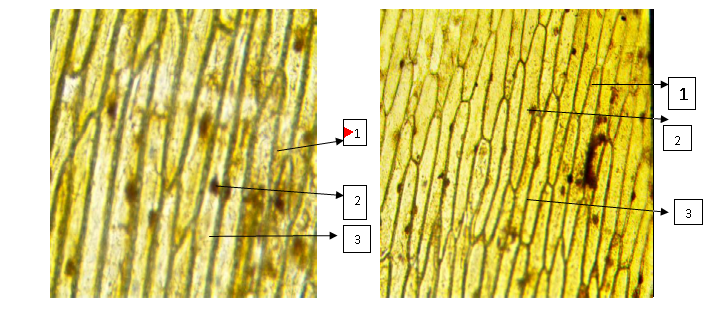 Рисунок 1. Микрофотография клеток кожицы белого лука (слева) и розового лука (справа). 1 - оболочка клетки, 2- ядро, 3 - цитоплазма