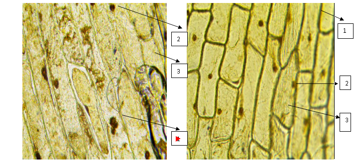 Рисунок 4. Микрофотография клеток кожицы белого лука (слева) и розового лука (справа). 1 - оболочка клетки, 2 - ядро, 3 - цитоплазма.